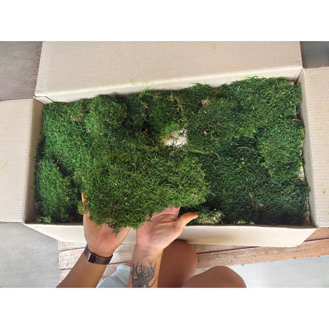 Real Preserved Flat Moss