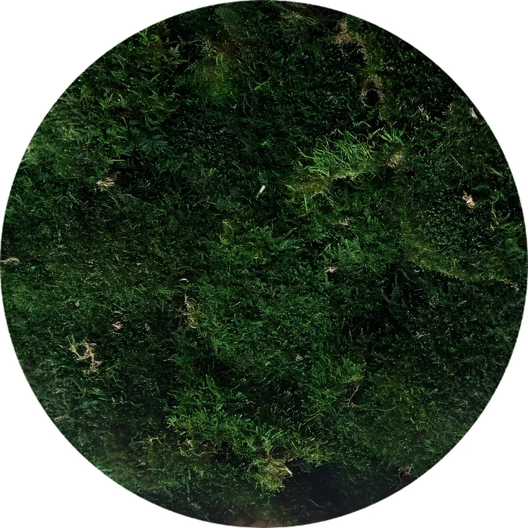 Real Preserved Flat Moss