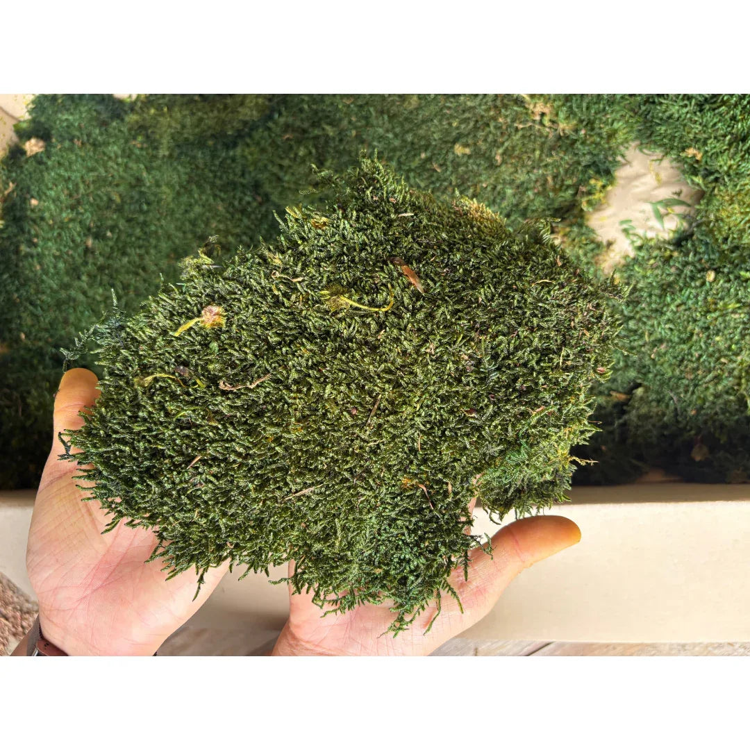Real Preserved Flat Moss