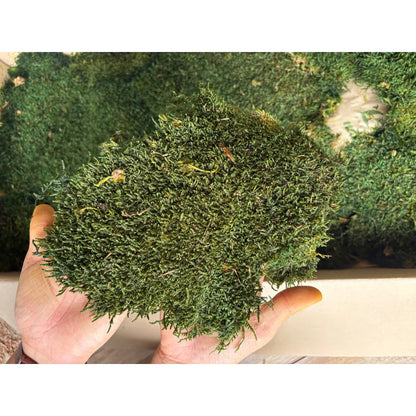 Real Preserved Flat Moss