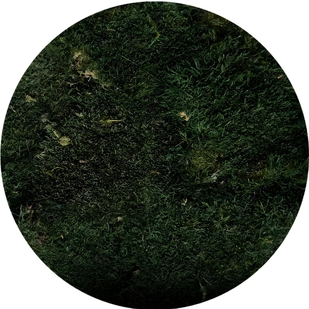 Real Preserved Flat Moss