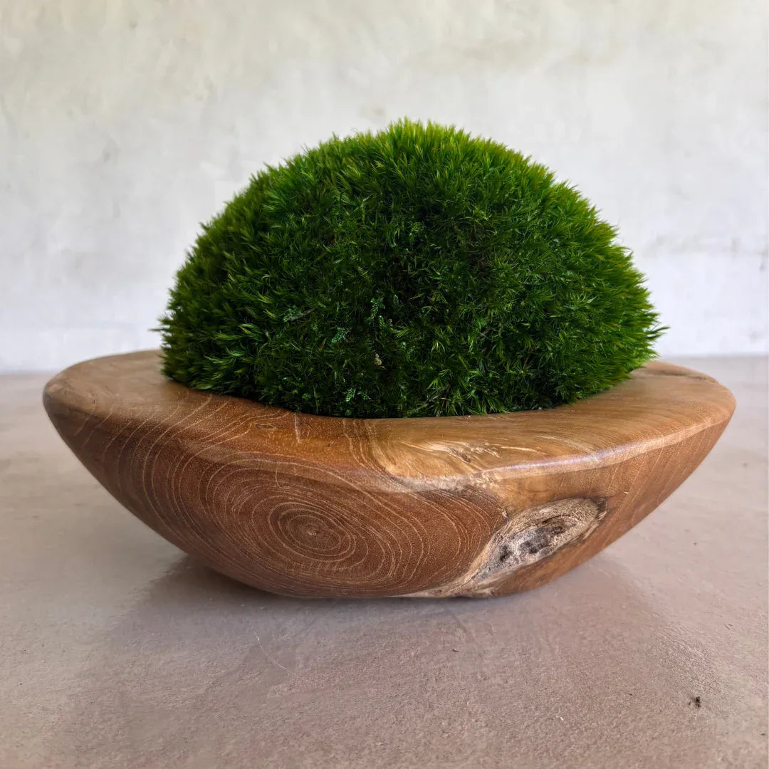 Décor Moss Bowl - Real Preserved Moss - Florastyle By Hingham