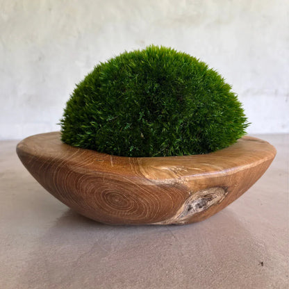 Décor Moss Bowl - Real Preserved Moss - Florastyle By Hingham