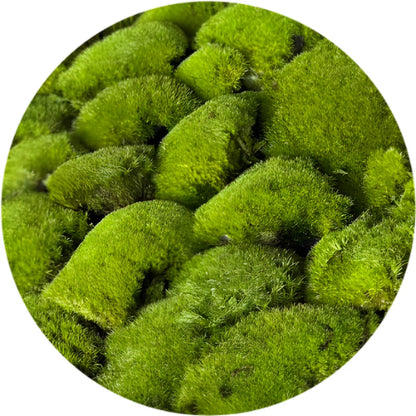 Travel Box - Real Preserved Ball Moss