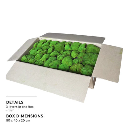 Bulk Box - Real Preserved Ball Moss