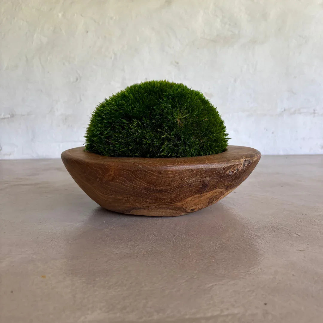 Décor Moss Bowl - Real Preserved Moss - Florastyle By Hingham