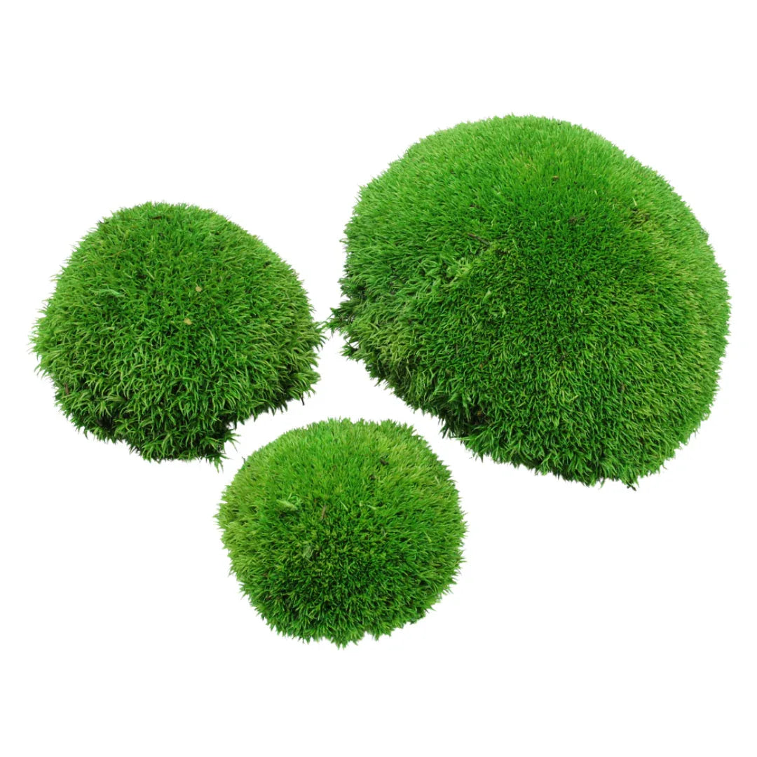 Travel Box - Real Preserved Ball Moss