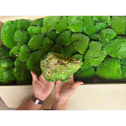 Travel Box - Real Preserved Ball Moss