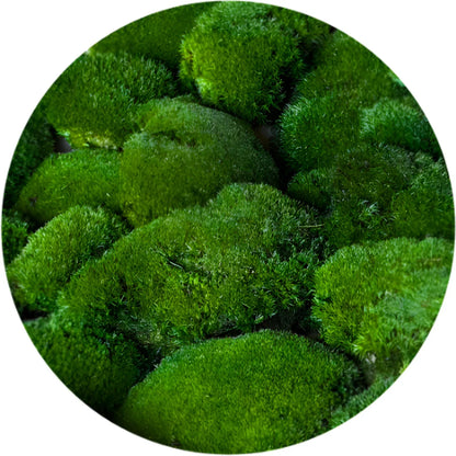 Travel Box - Real Preserved Ball Moss