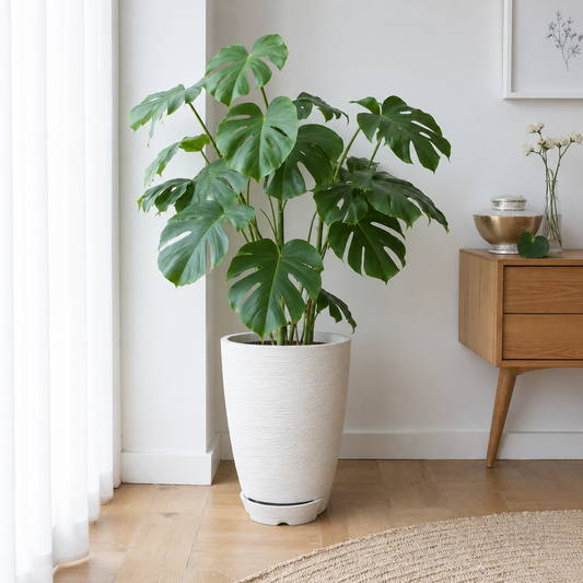 A large Monstera with split green leaves in a Florastyle By Hingham All-In-One Modern Conic Japi Planter sits on a wooden floor next to a mid-century modern side table in a bright, minimalist room.