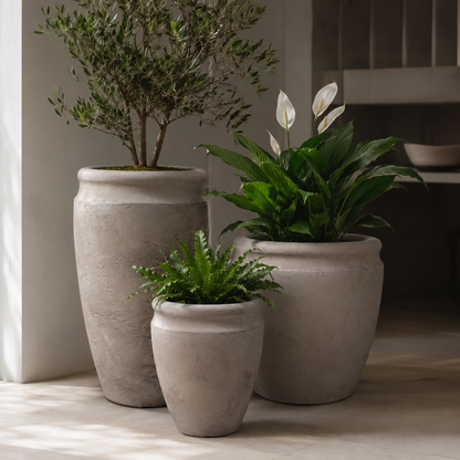 Three Antique Japi Planters by Florastyle By Hingham hold an olive tree, peace lily, and fern, arranged on a sunlit indoor floor with a modern minimalist backdrop.