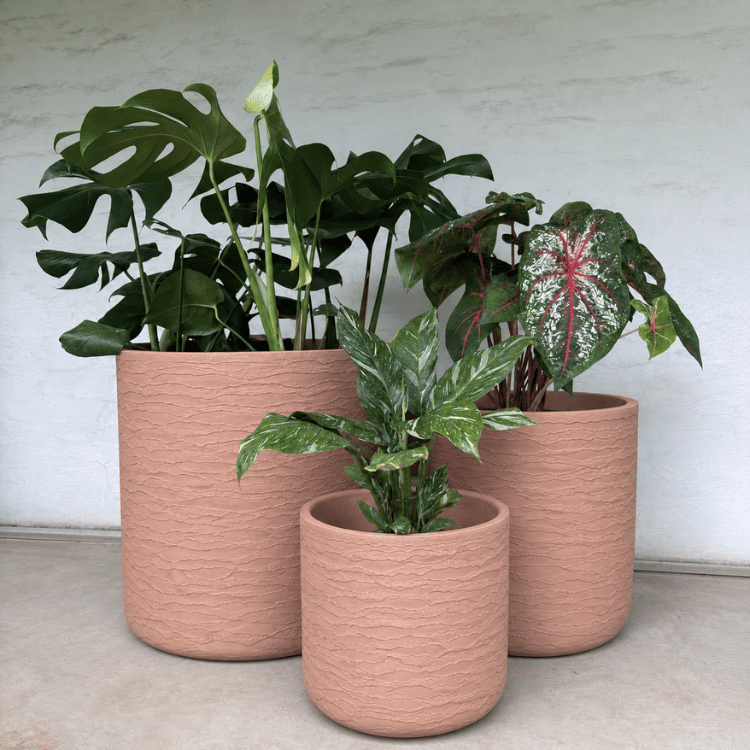 Three pink textured Japi Delhi Planters by Florastyle By Hingham, each with a unique leafy green plant, are displayed on a concrete floor against a light wall. Perfect as an indoor or outdoor planter set.