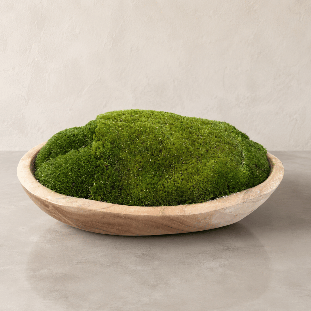A shallow, handmade organic decoration—the Florastyle By Hingham Indonesian Teak Large Egg Décor Preserved Ball Moss Bowl (315 x 200 x 110 mm)—holds a vibrant mound of preserved ball moss and sits gracefully on a smooth, light gray surface against a neutral, textured wall.