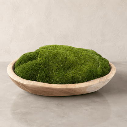 A shallow, handmade organic decoration—the Florastyle By Hingham Indonesian Teak Large Egg Décor Preserved Ball Moss Bowl (315 x 200 x 110 mm)—holds a vibrant mound of preserved ball moss and sits gracefully on a smooth, light gray surface against a neutral, textured wall.