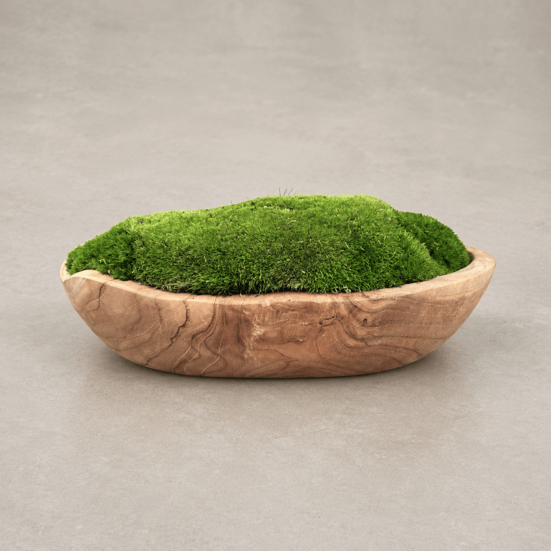 The Florastyle By Hingham Indonesian Teak Large Egg Décor Preserved Ball Moss Bowl (315 x 200 x 110 mm) sits elegantly on a neutral gray surface, its handmade teak vessel cradling a lush mound of green preserved moss. The organic decoration is beautifully highlighted by the soft, plain background, creating a serene and natural focal point for any space.