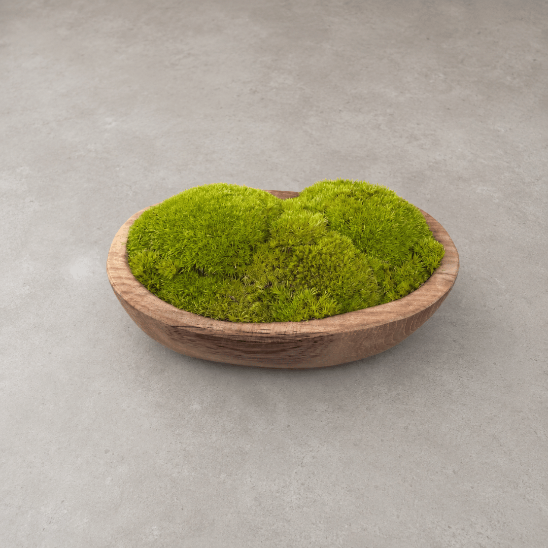 Indonesian Teak Small Egg Décor Preserved Ball Moss Bowl - 210 x 145 x 90 mm