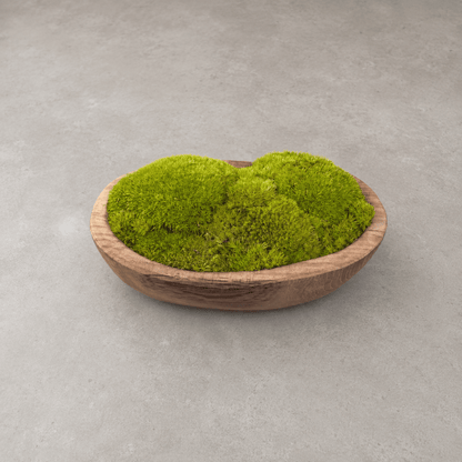 Indonesian Teak Small Egg Décor Preserved Ball Moss Bowl - 210 x 145 x 90 mm