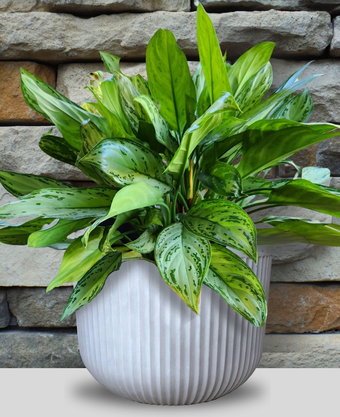 Flute Round Japi Planter