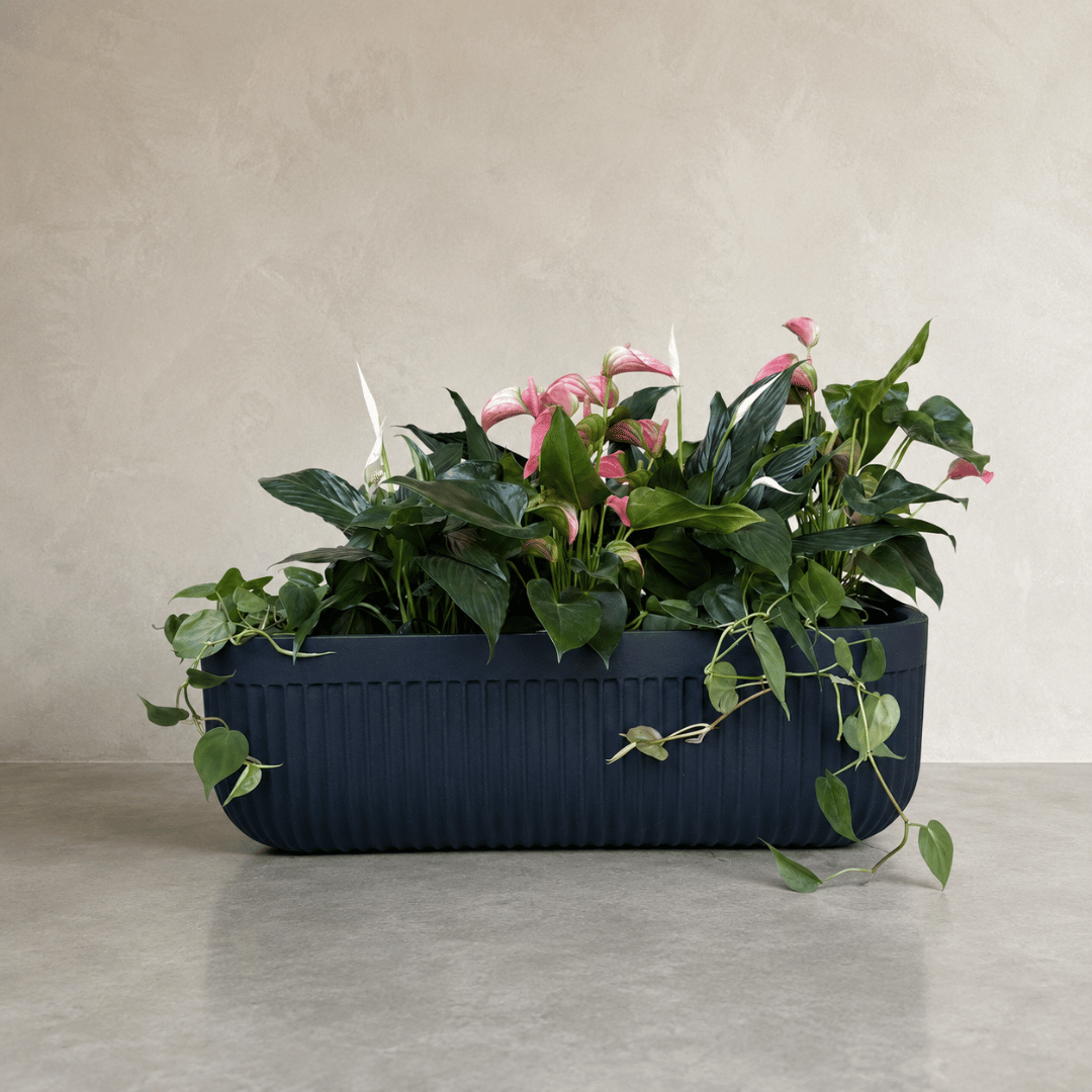 Flute Japi Window Box