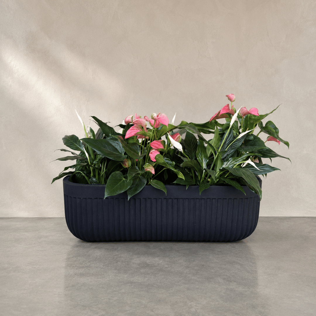 Flute Japi Window Box