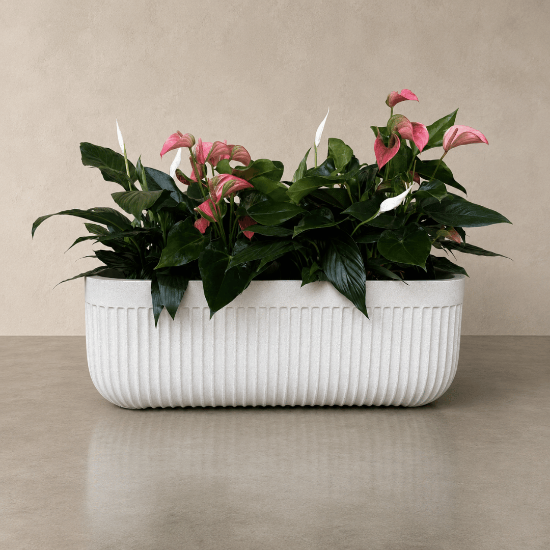 Flute Japi Window Box
