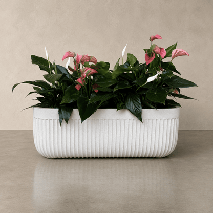 Flute Japi Window Box