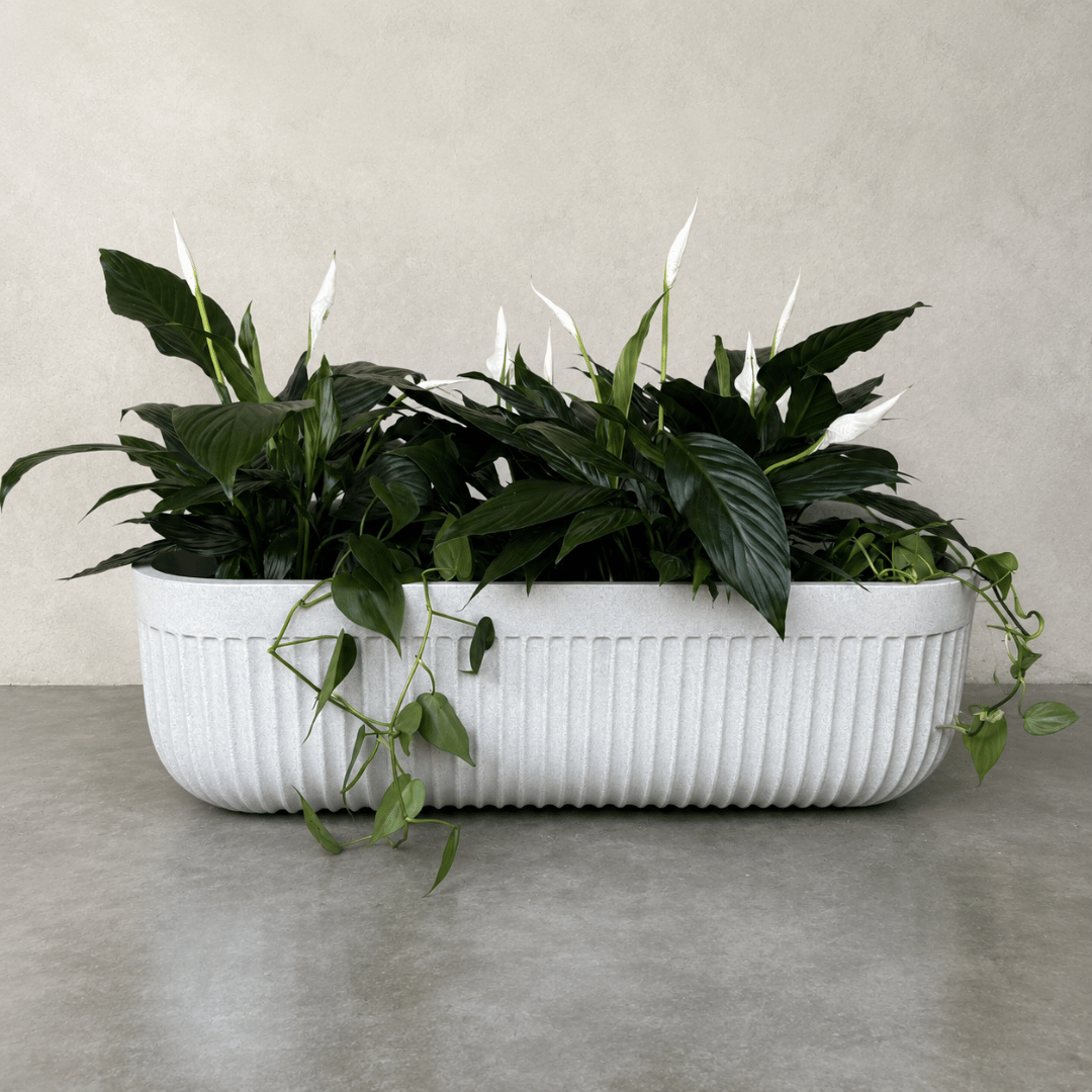 Flute Japi Window Box