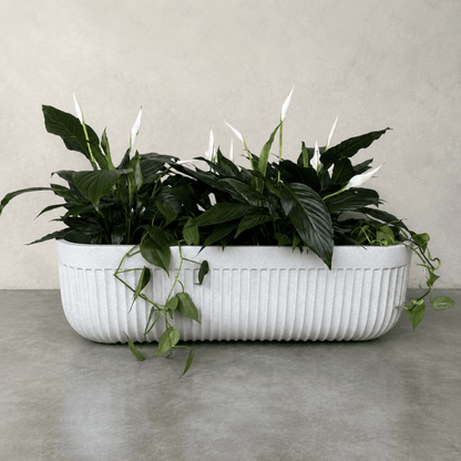 Flute Japi Window Box