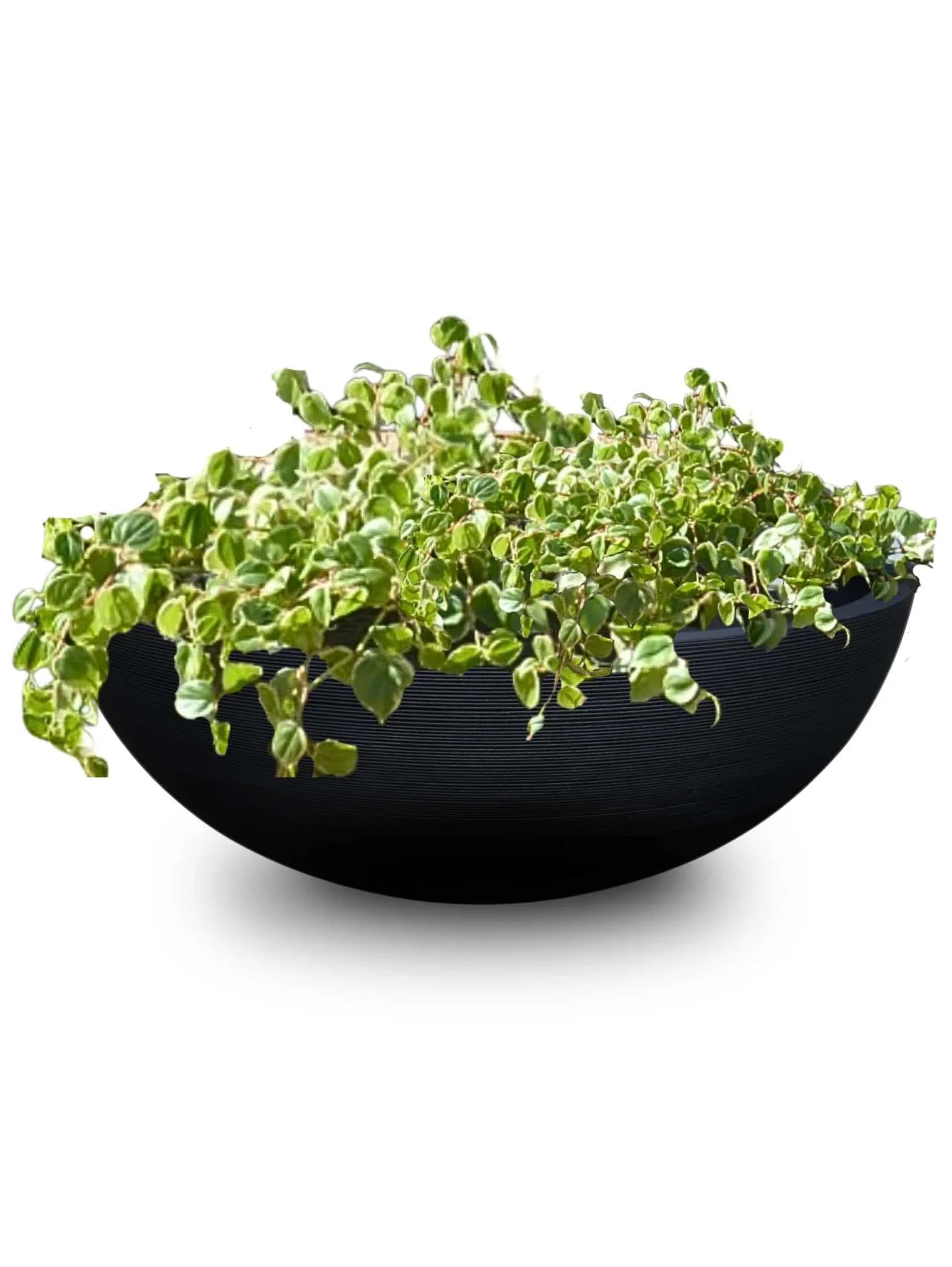 a trailing plant planted into the beautiful extra large Linea Japi bowl.