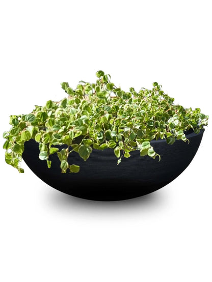 a trailing plant planted into the beautiful extra large Linea Japi bowl.