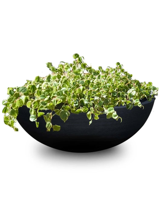 a trailing plant planted into the beautiful extra large Linea Japi bowl.