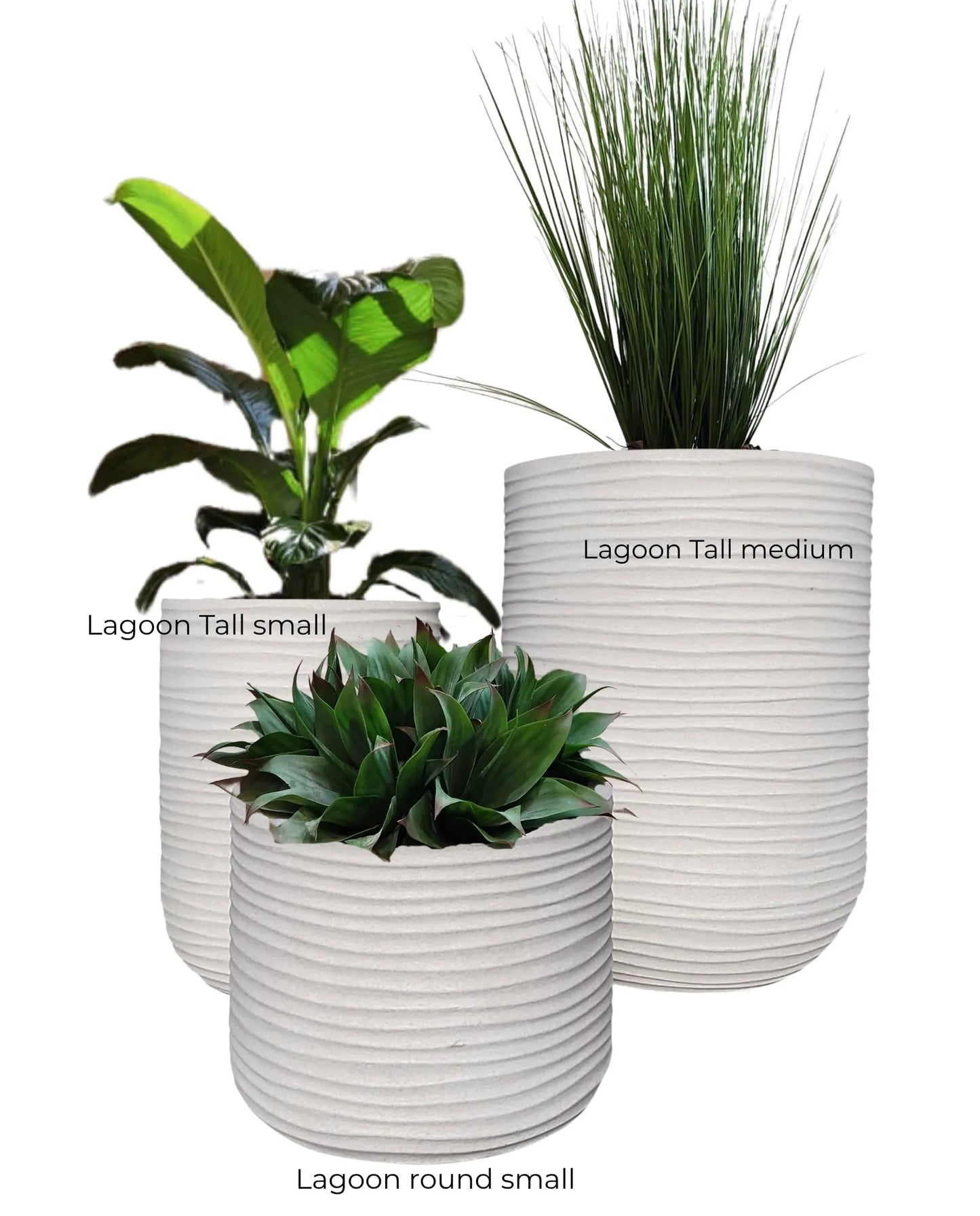 Three white planters with plants labeled 'Lagoon Tall small', 'Lagoon Tall medium', and 'Lagoon round small' on a white background.