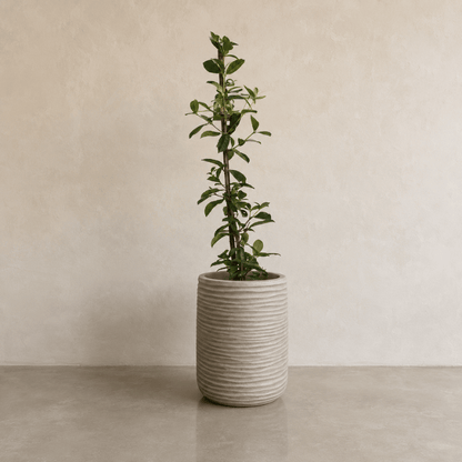 A tall, slender green plant with upright stems grows in a textured, cylindrical beige Lagoon Tall Japi Planter by Florastyle By Hingham. The modern planter sits on a smooth, light floor against a plain beige wall.