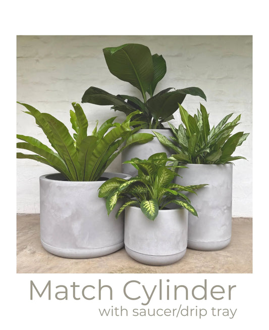 Set of four Match Cylinder Japi planters in burnt cement (grey) with drip trays on a concrete screed floor against a white wall. All planted with green plants.