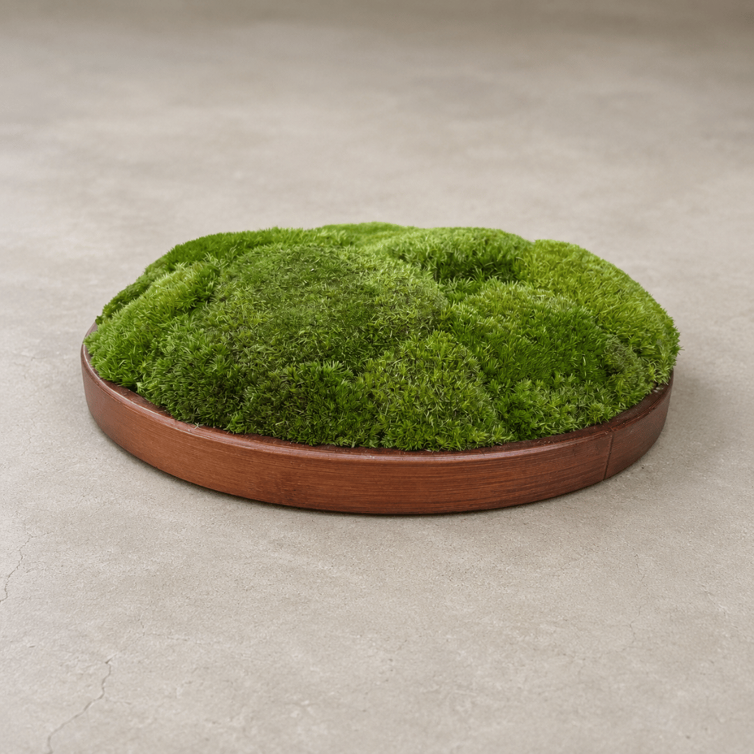 Round Décor Preserved Ball Moss Plate - 300 mm