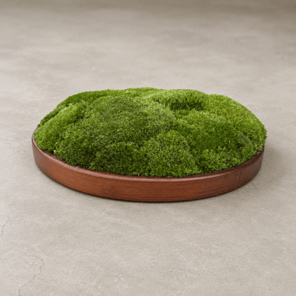 Round Décor Preserved Ball Moss Plate - 300 mm