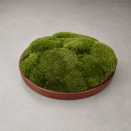 Round Décor Preserved Ball Moss Plate - 300 mm