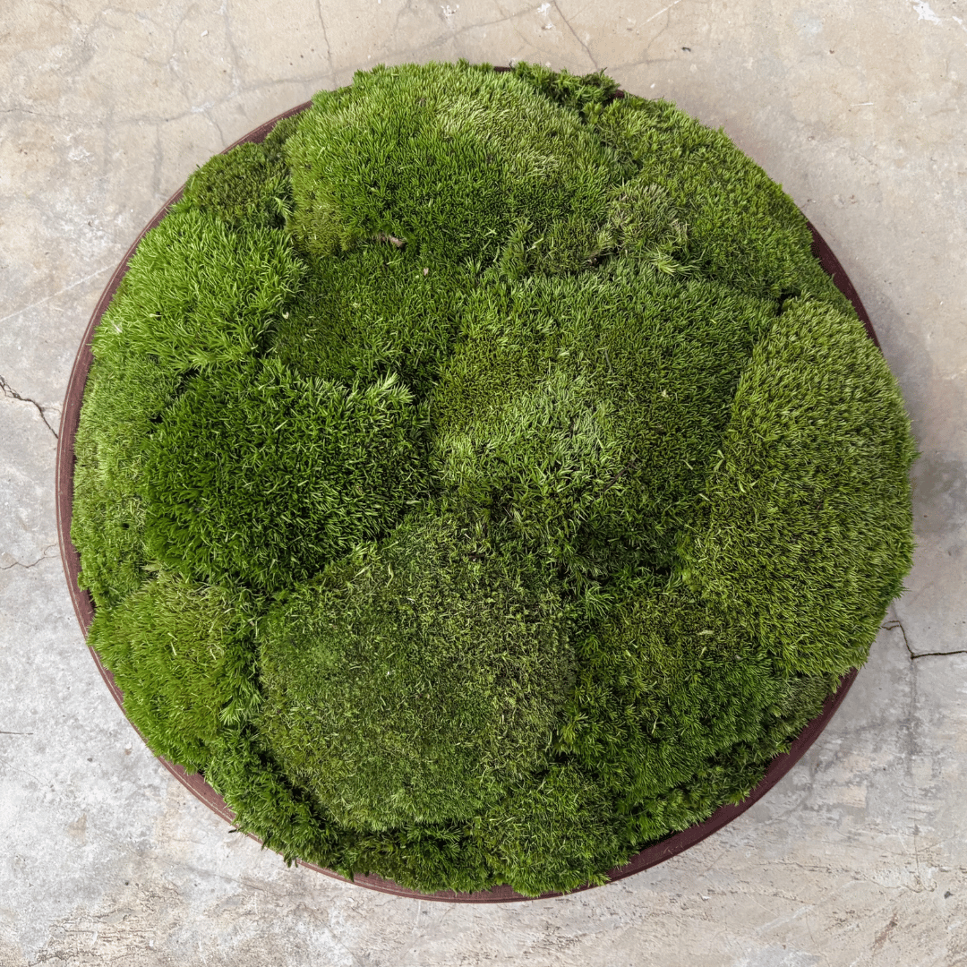 Round Décor Preserved Ball Moss Plate - 300 mm