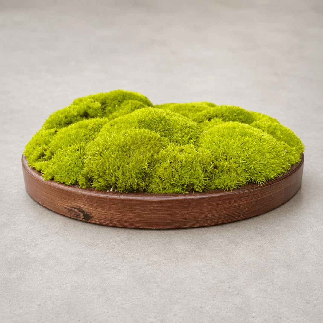 Round Décor Preserved Ball Moss Plate - 300 mm