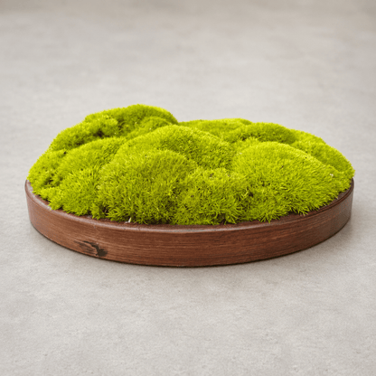 Round Décor Preserved Ball Moss Plate - 300 mm