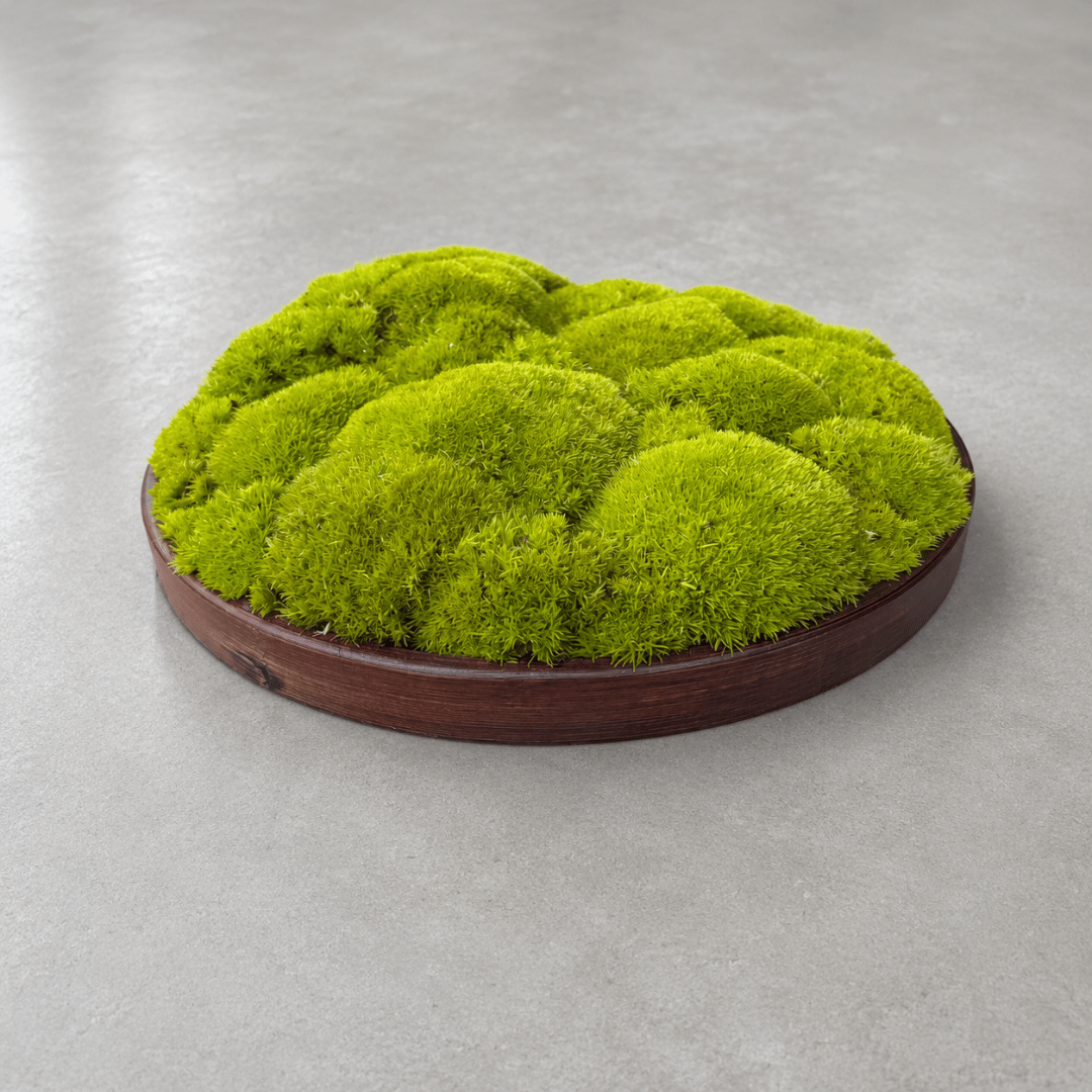 Round Décor Preserved Ball Moss Plate - 300 mm