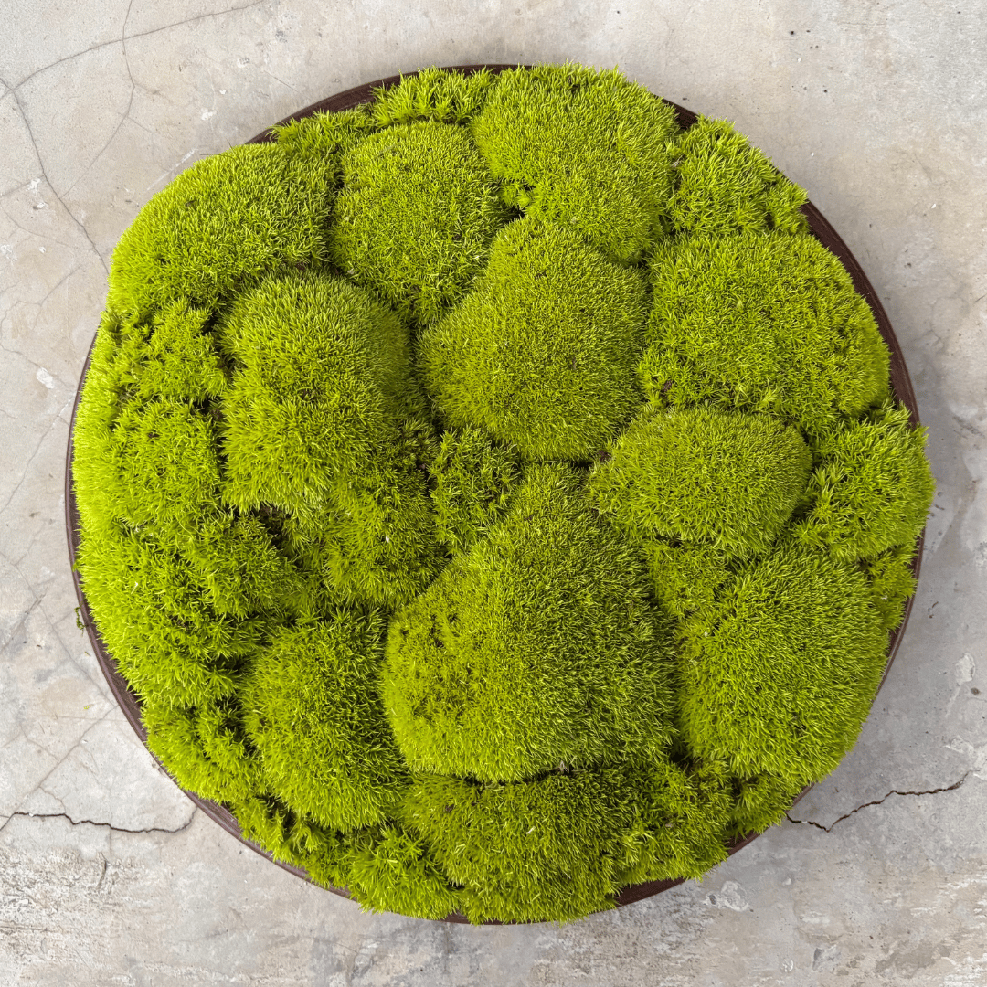 Round Décor Preserved Ball Moss Plate - 300 mm