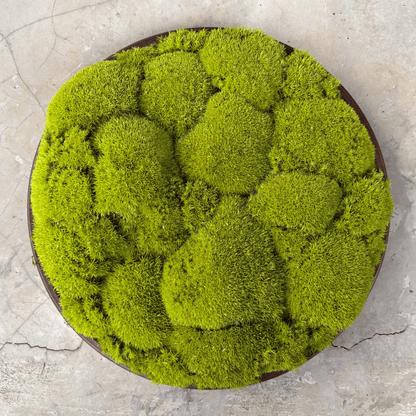 Round Décor Preserved Ball Moss Plate - 300 mm