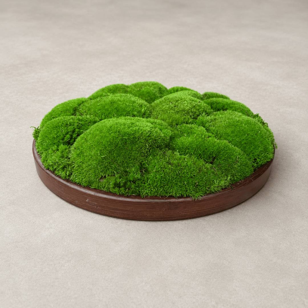 Round Décor Preserved Ball Moss Plate - 300 mm