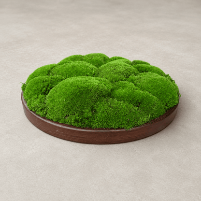 Round Décor Preserved Ball Moss Plate - 300 mm