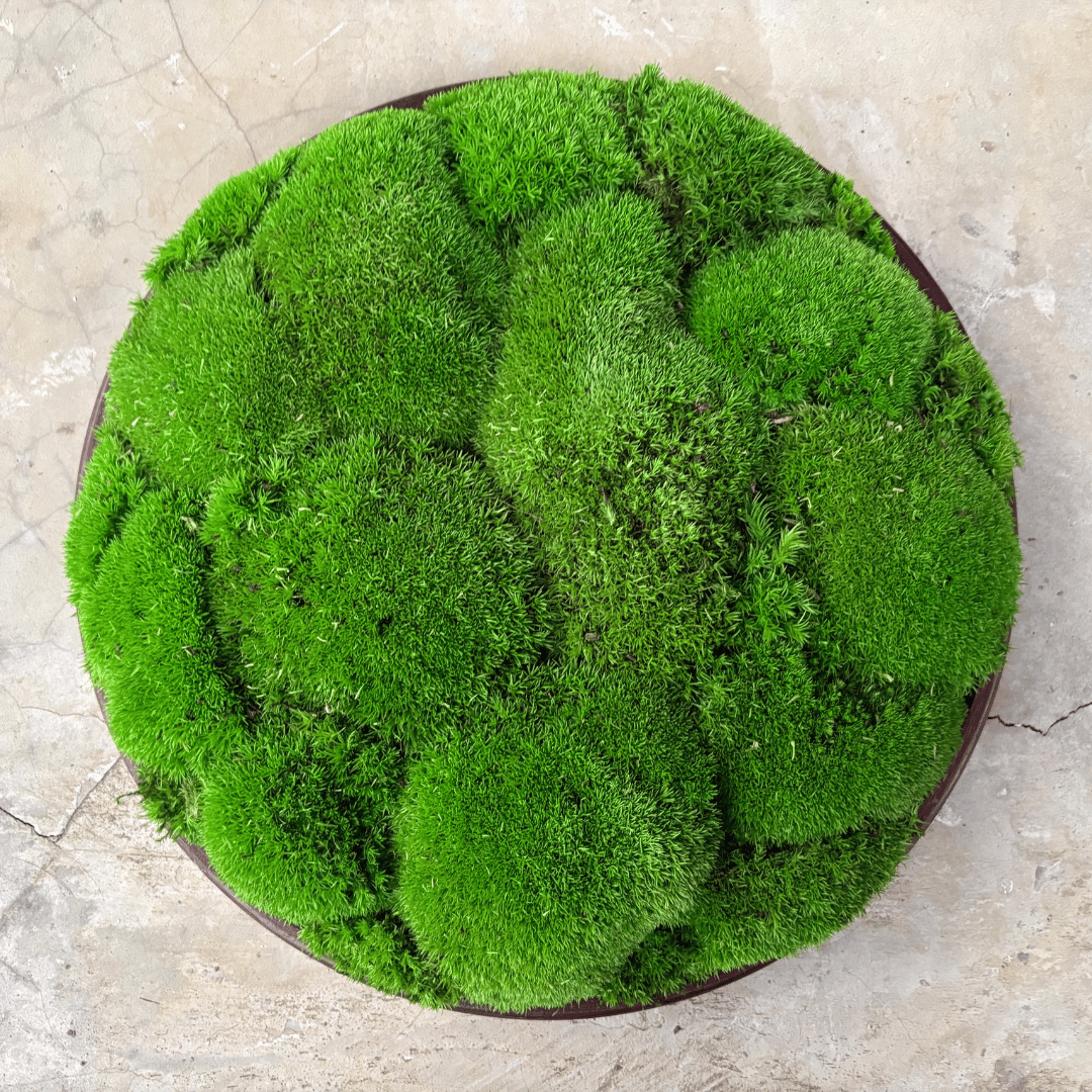 Round Décor Preserved Ball Moss Plate - 300 mm