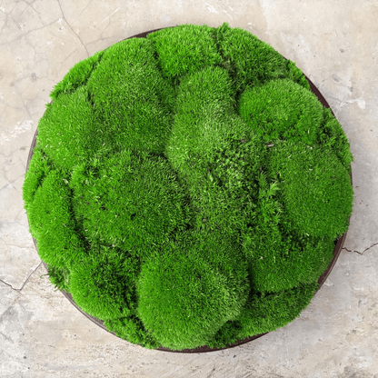Round Décor Preserved Ball Moss Plate - 300 mm