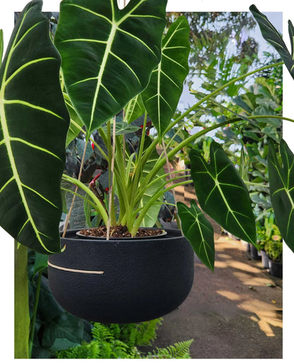 Rustic Pendant - Japi Hanging Planter