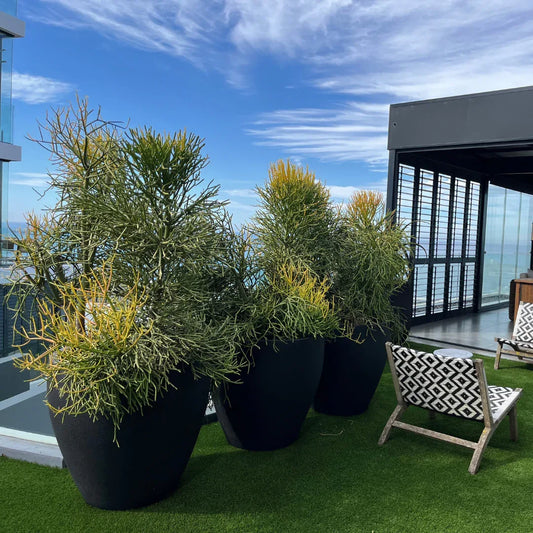 Rustic Ellipse Japi Planter