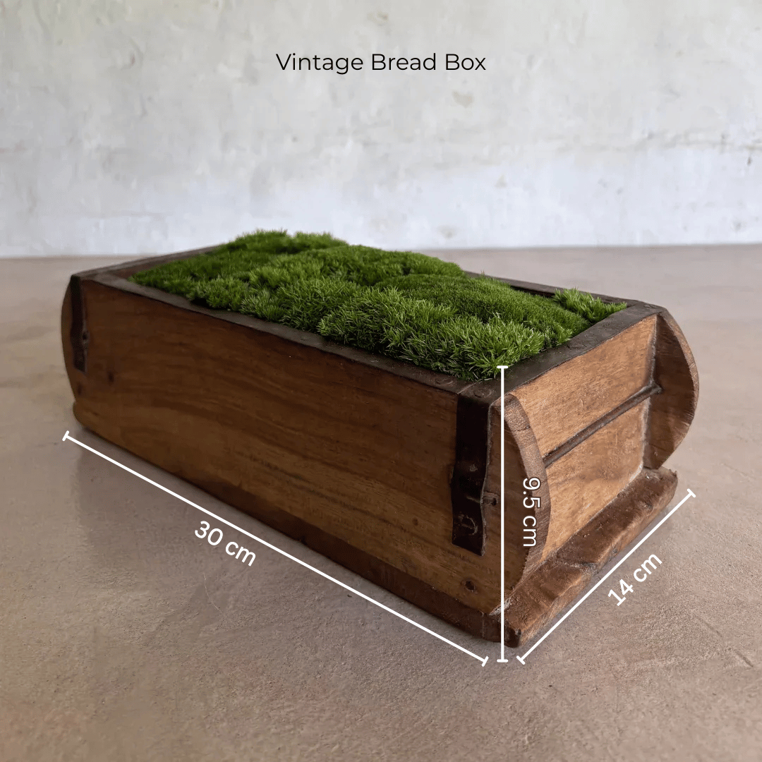 Vintage Bread Box Décor Preserved Ball Moss Bowl - 300 x 140 x 95 mm